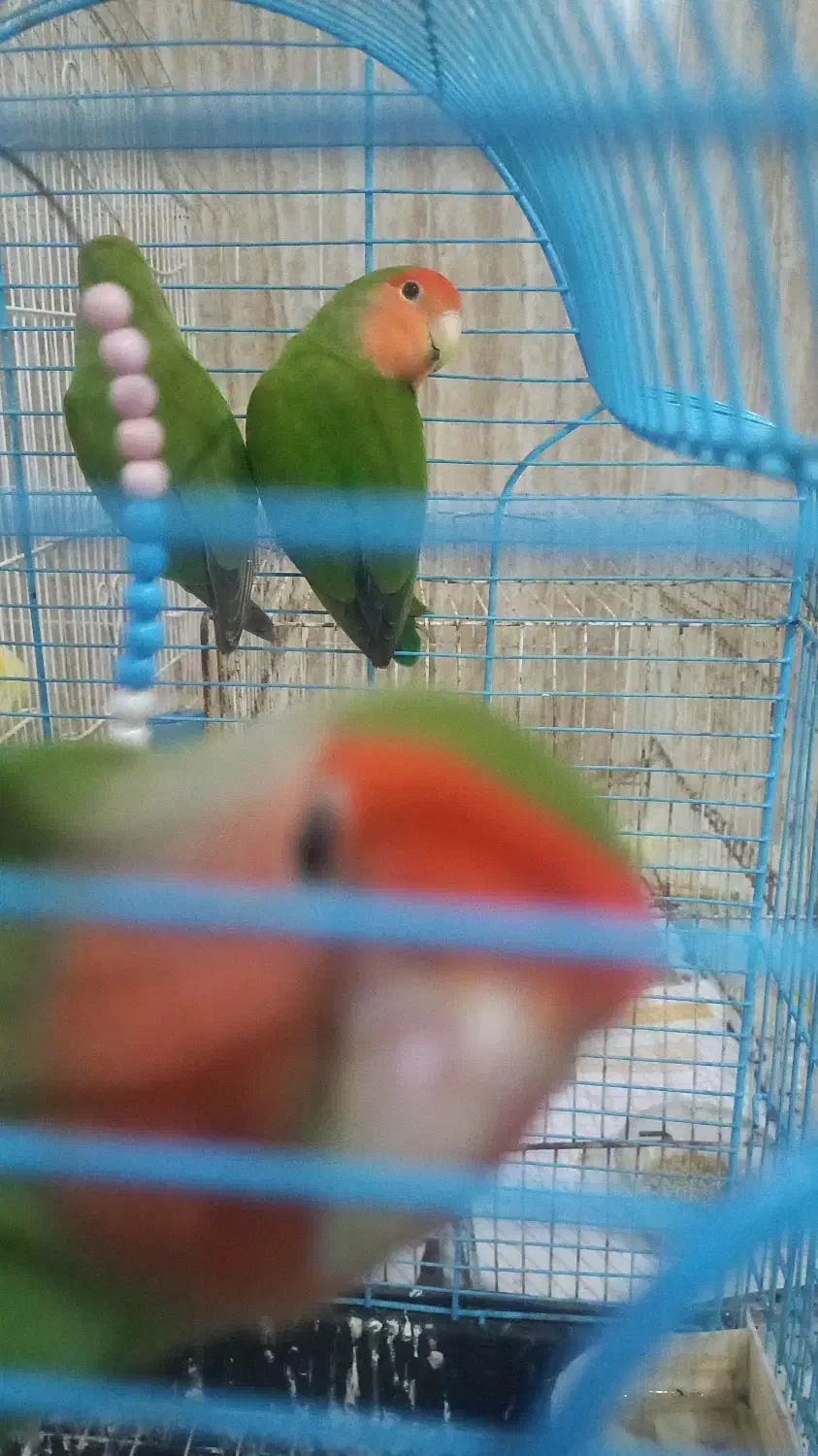 پرنده|پرنده|بابلسر, |دیوار