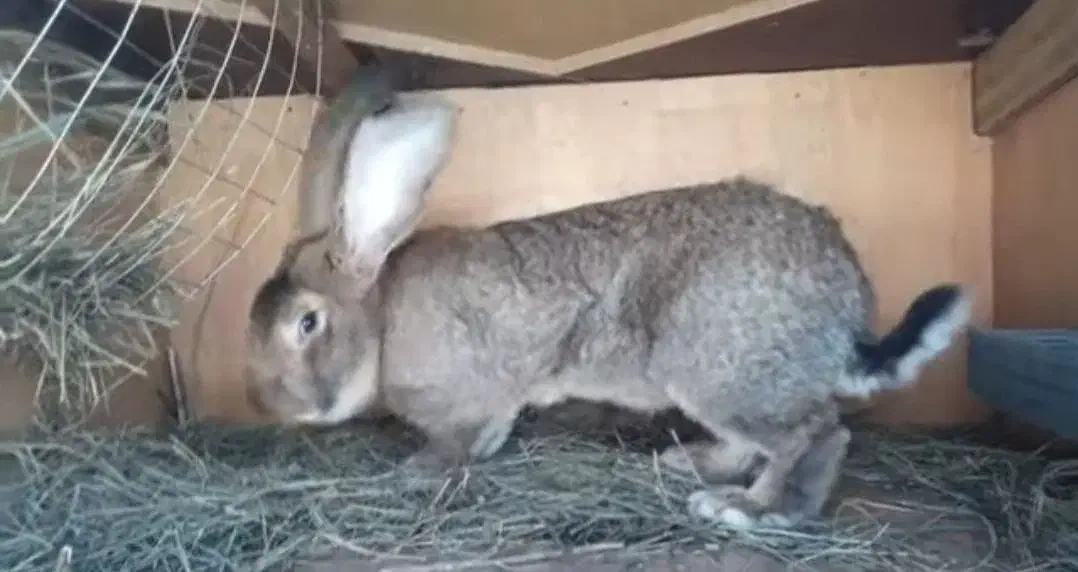 خرگوش|موش و خرگوش|تهران, ولنجک|دیوار