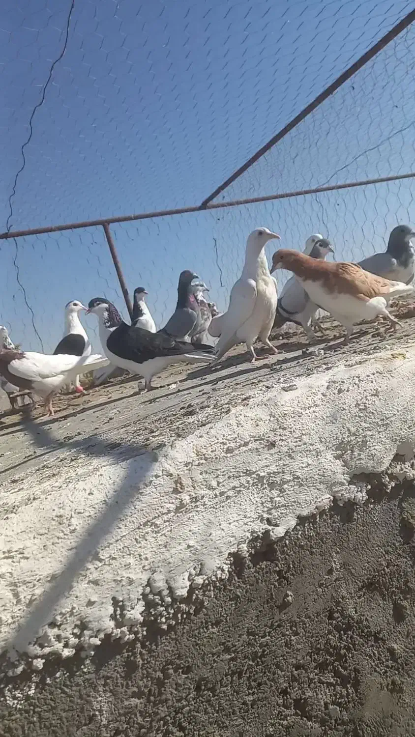 کبوتر کفتر پرنده پرشی|پرنده|شال, |دیوار