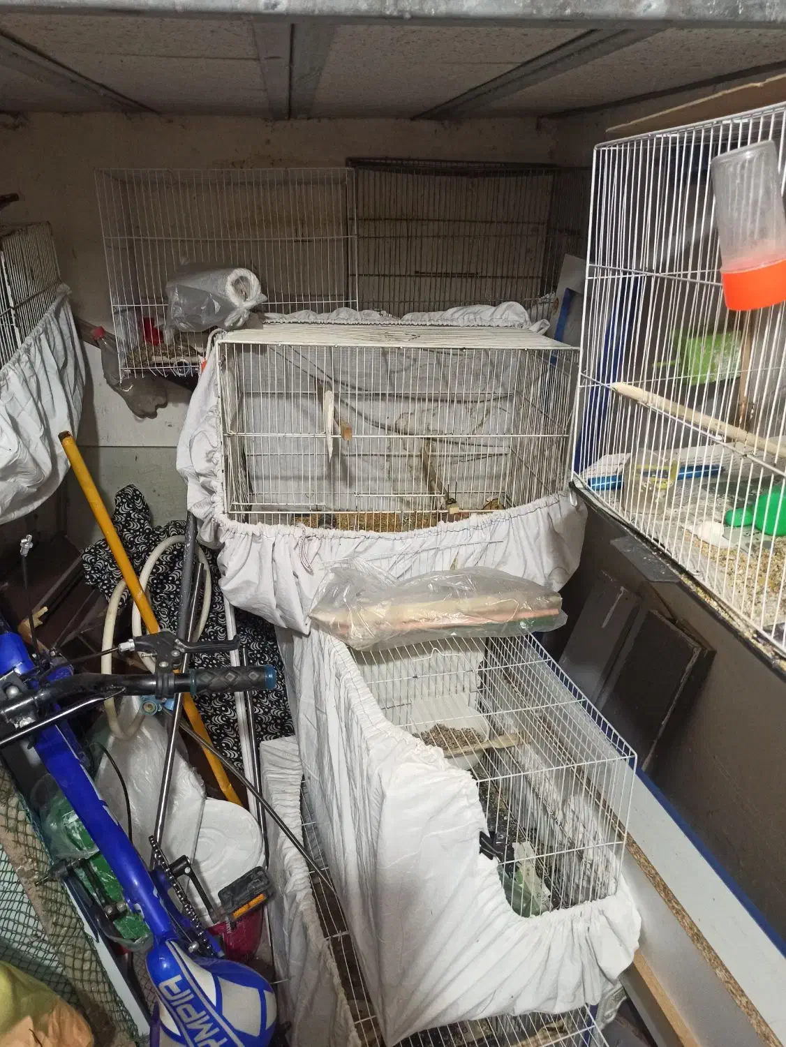 قناری|پرنده|مشهد, توس (بلوار توس)|دیوار