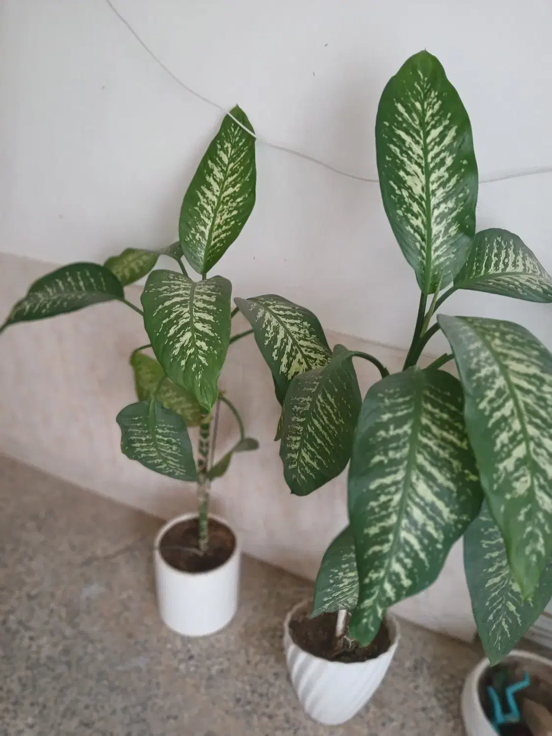 گل طبیعی|گل و گیاه طبیعی|دورود, |دیوار