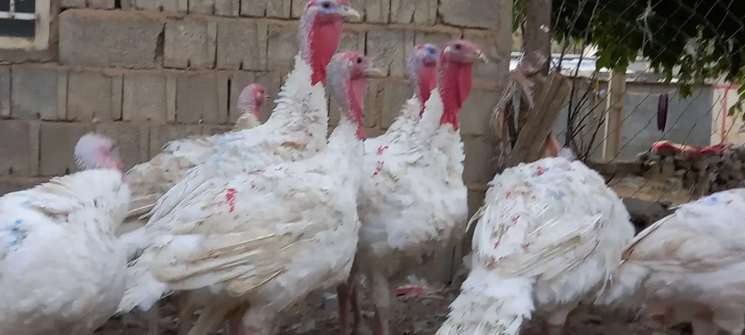 بوقلمون سفید صد درصد طبیعی|حیوانات مزرعه|بانه, |دیوار