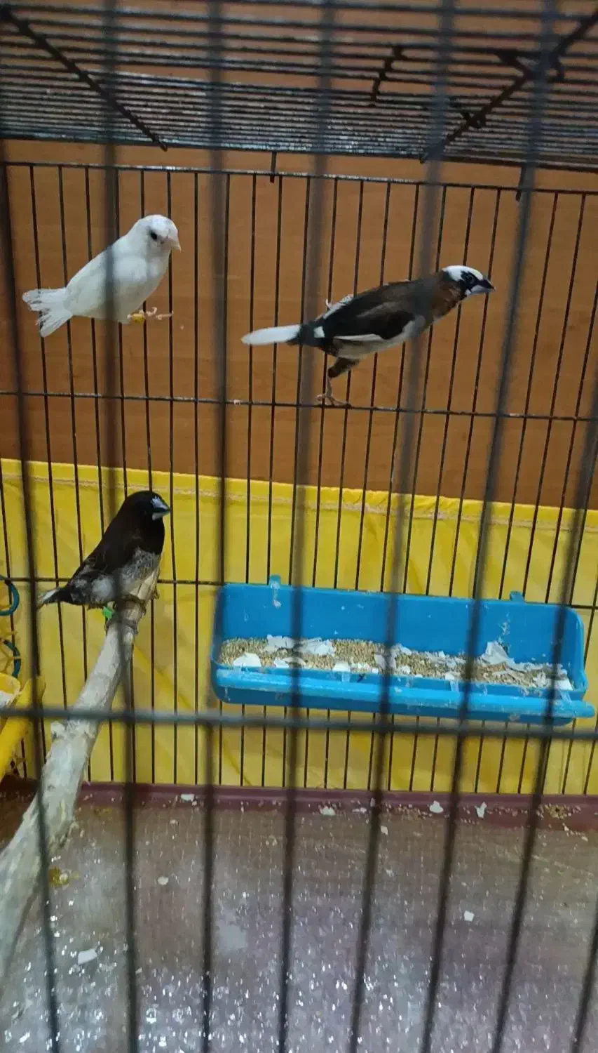 فنچ بنگالی|پرنده|تهران, وحیدیه|دیوار