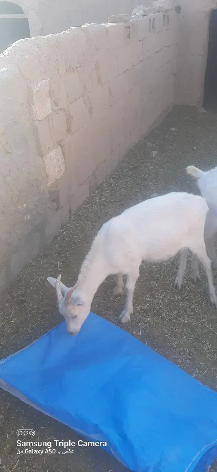 بزغاله ماده سانن فروشی|حیوانات مزرعه|سده (خراسان جنوبی), |دیوار