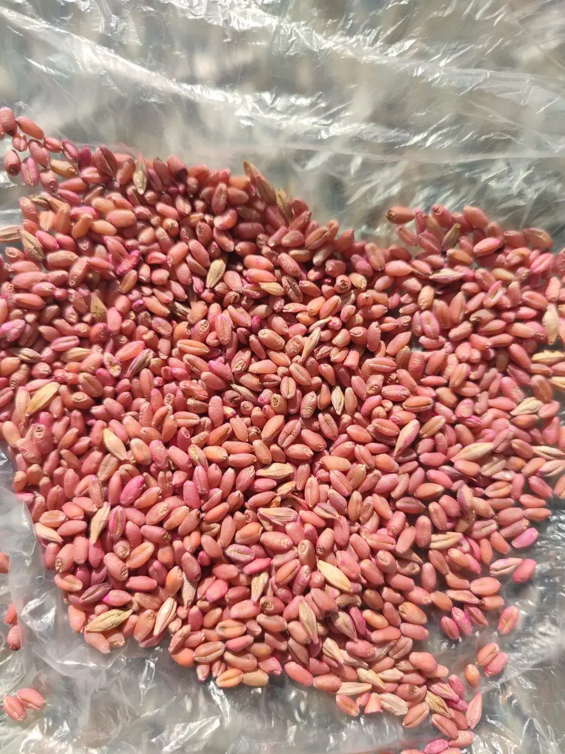 گندم بوجاری شده|عمدهفروشی|مشگین شهر, |دیوار