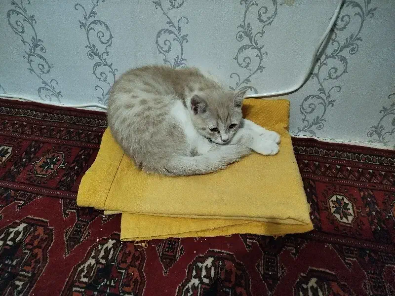 بچه گربه|گربه|مشهد, شهرآرا|دیوار