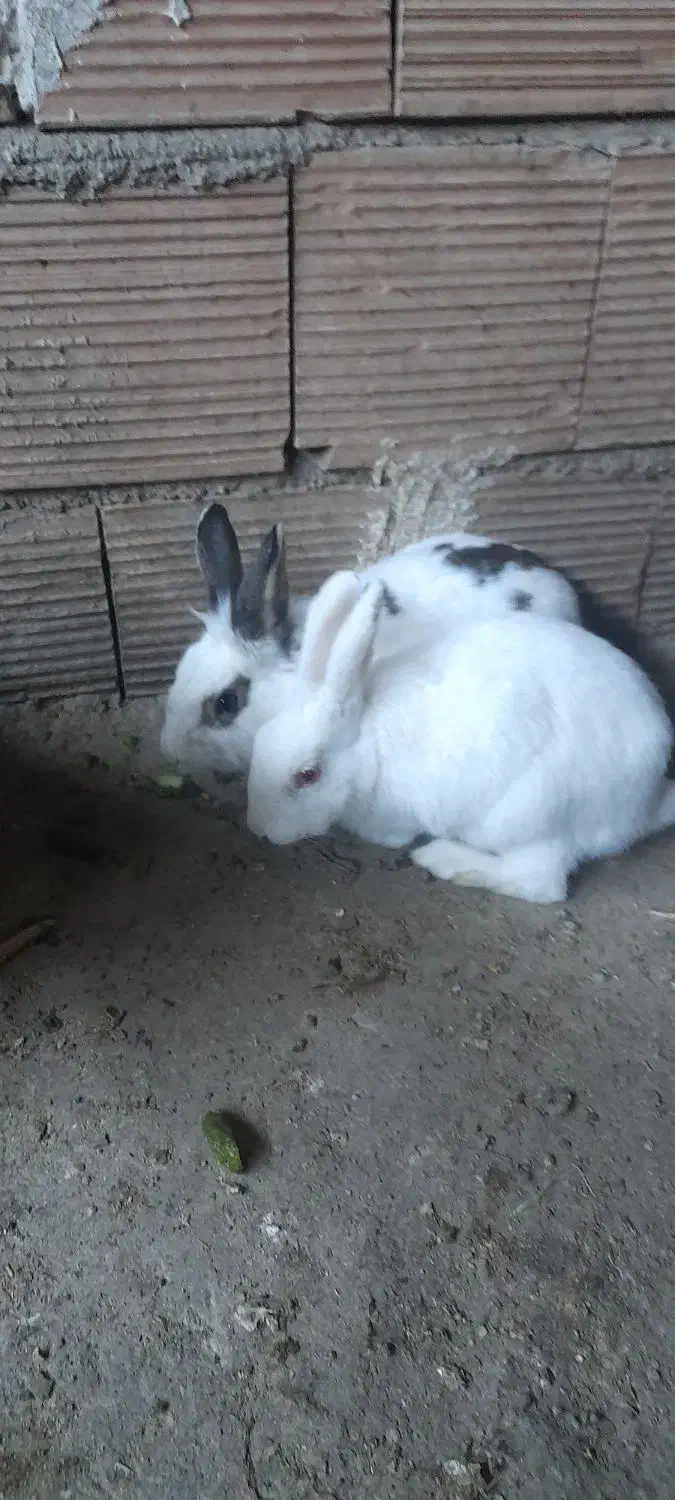 ۳تا خرگوش به فروش میرسد|موش و خرگوش|علی‌آباد کتول, |دیوار