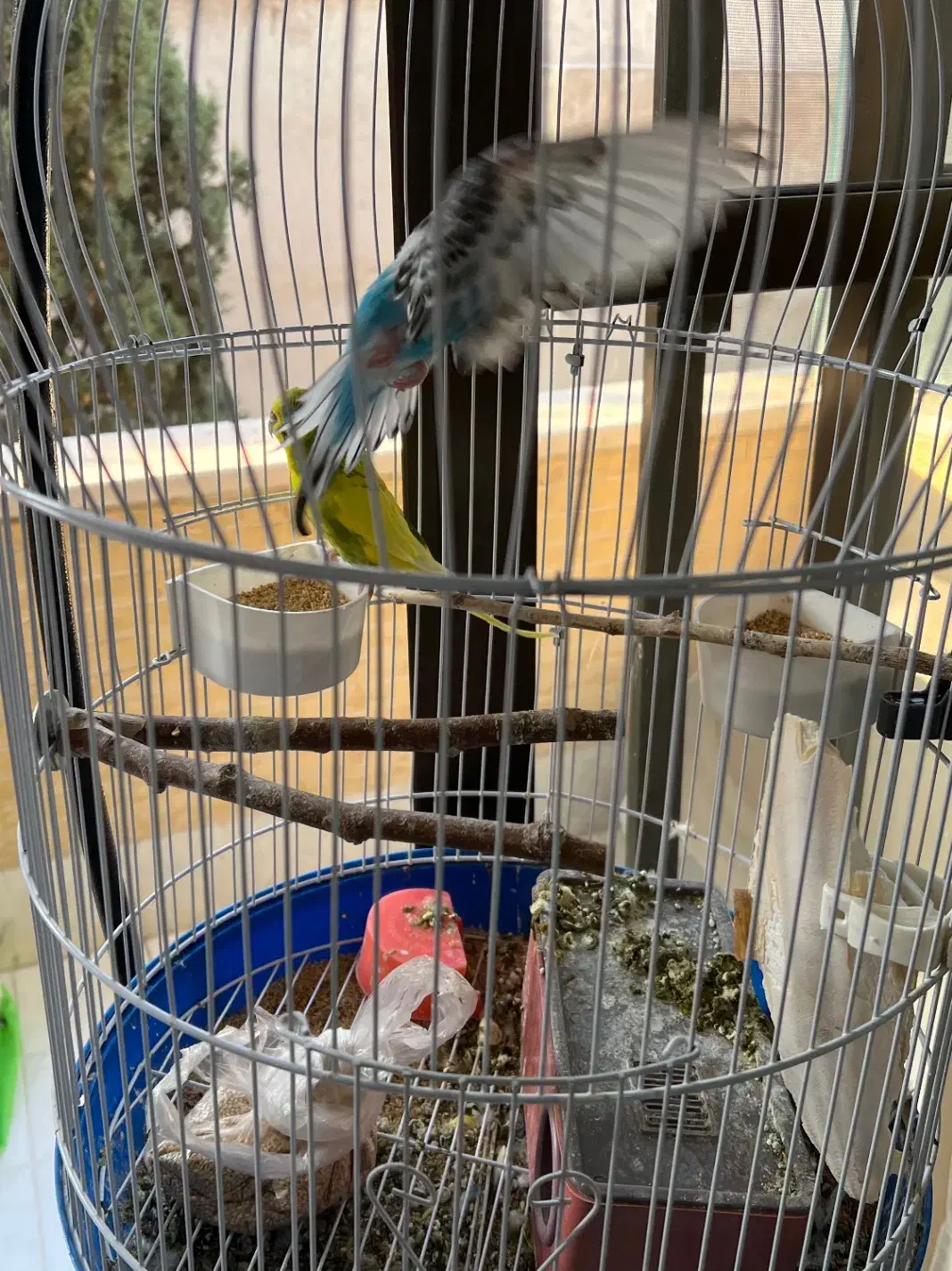 مرغ عشق همراه قفس و آویز|پرنده|اصفهان, باغ نگاره|دیوار