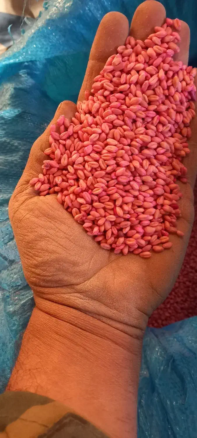 بذر گندم آبی|گل و گیاه طبیعی|الیگودرز, |دیوار