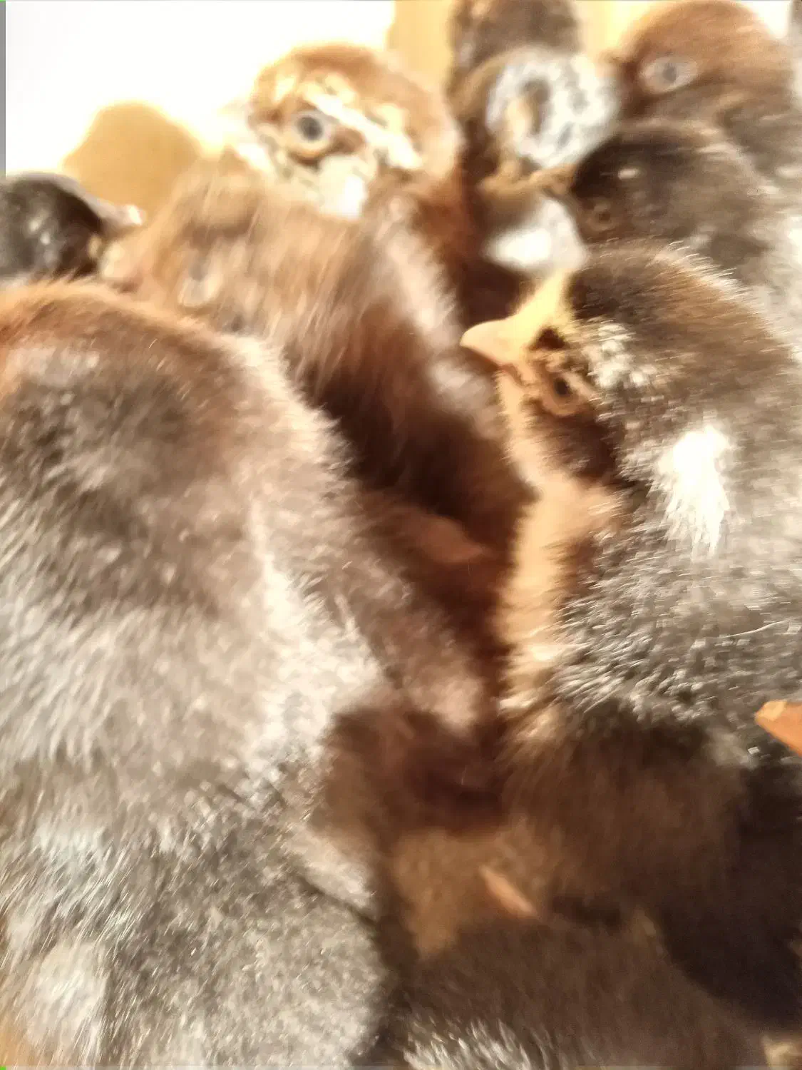 جوجه گلین|حیوانات مزرعه|کنگاور, |دیوار