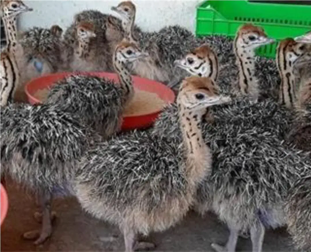 شترمرغ ومرغ خروس نژاد دار عمده|حیوانات مزرعه|رشت, منظریه|دیوار