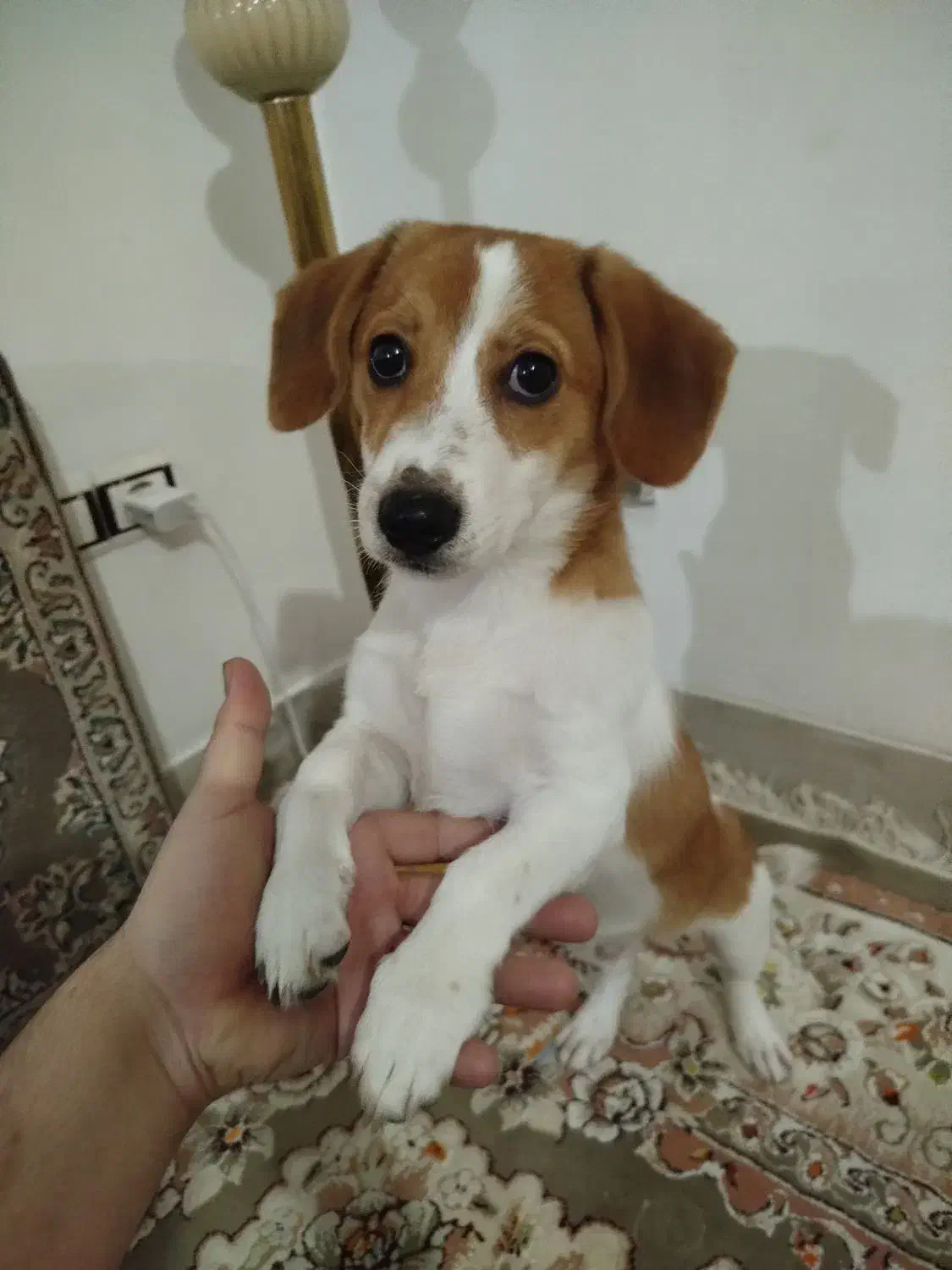 سگ خونگی پا کوتاه اشتیپتز|سگ|همدان, |دیوار