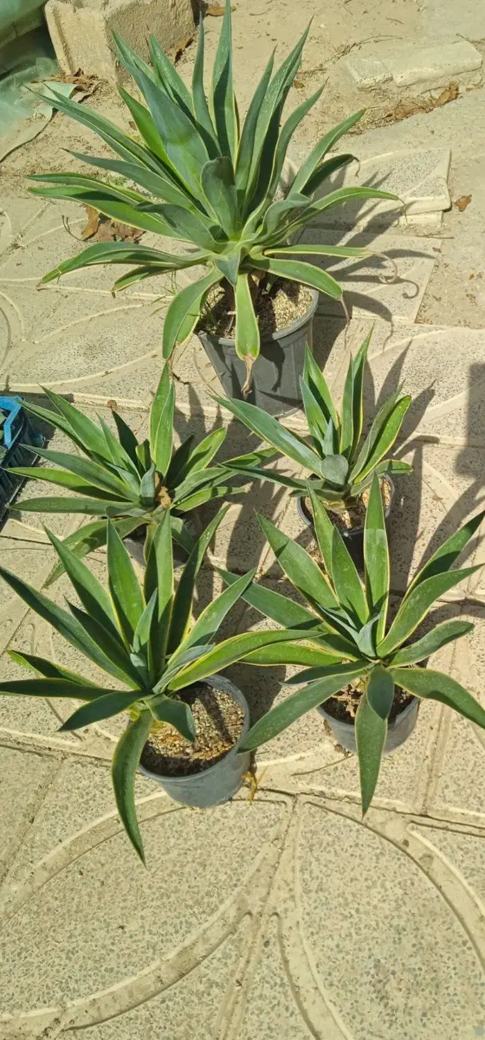 گل و گیاه|گل و گیاه طبیعی|کبودرآهنگ, |دیوار