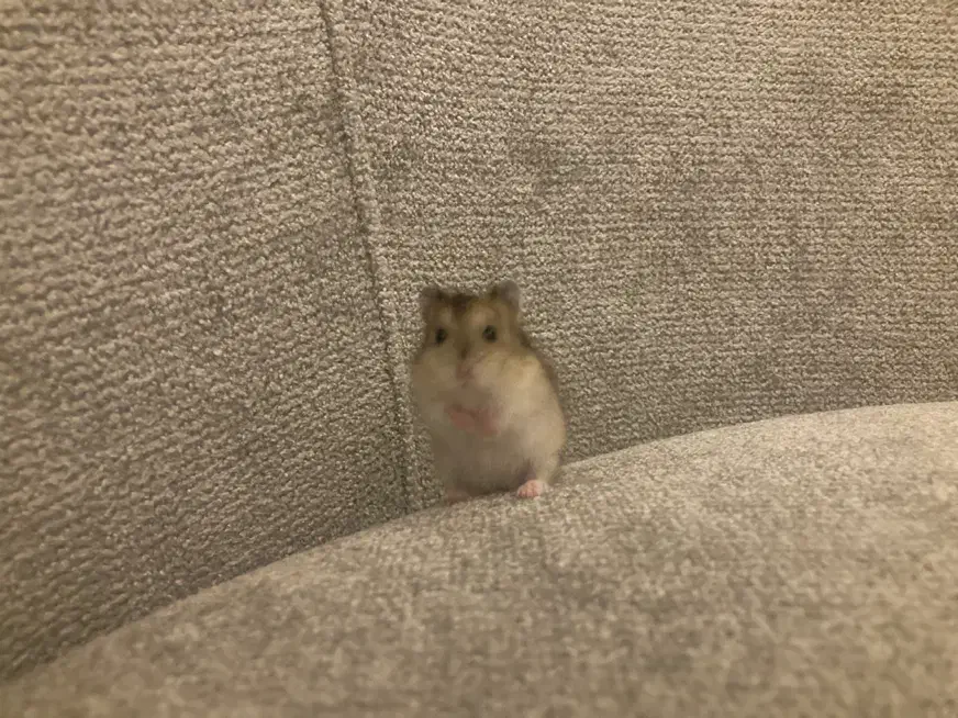 همستر کمپل|موش و خرگوش|کرج, کوی زنبق|دیوار