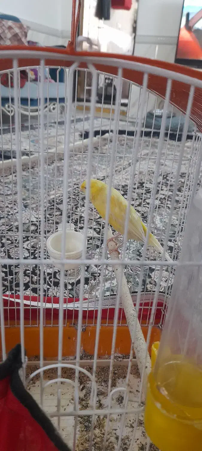 قناری ماده لیمویی  آماده|پرنده|فشاپویه, |دیوار