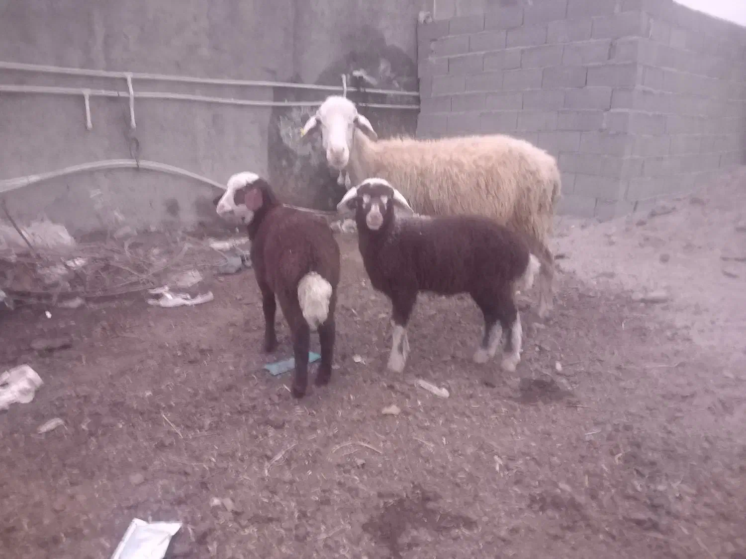 گوسفند دوقلو بره دار نر و ماده|حیوانات مزرعه|آق قلا, |دیوار