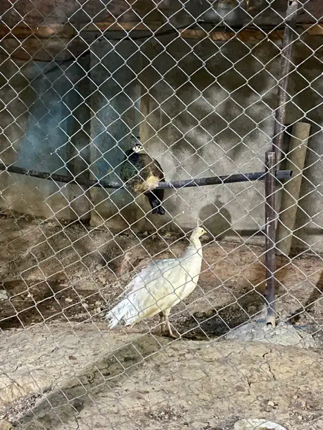 جوجه طاووس|پرنده|تهران, بهارستان|دیوار