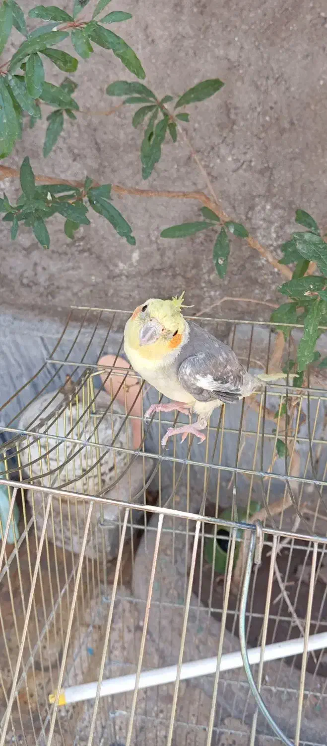 طوطی عروس هلندی سخنگو|پرنده|ساوه, |دیوار