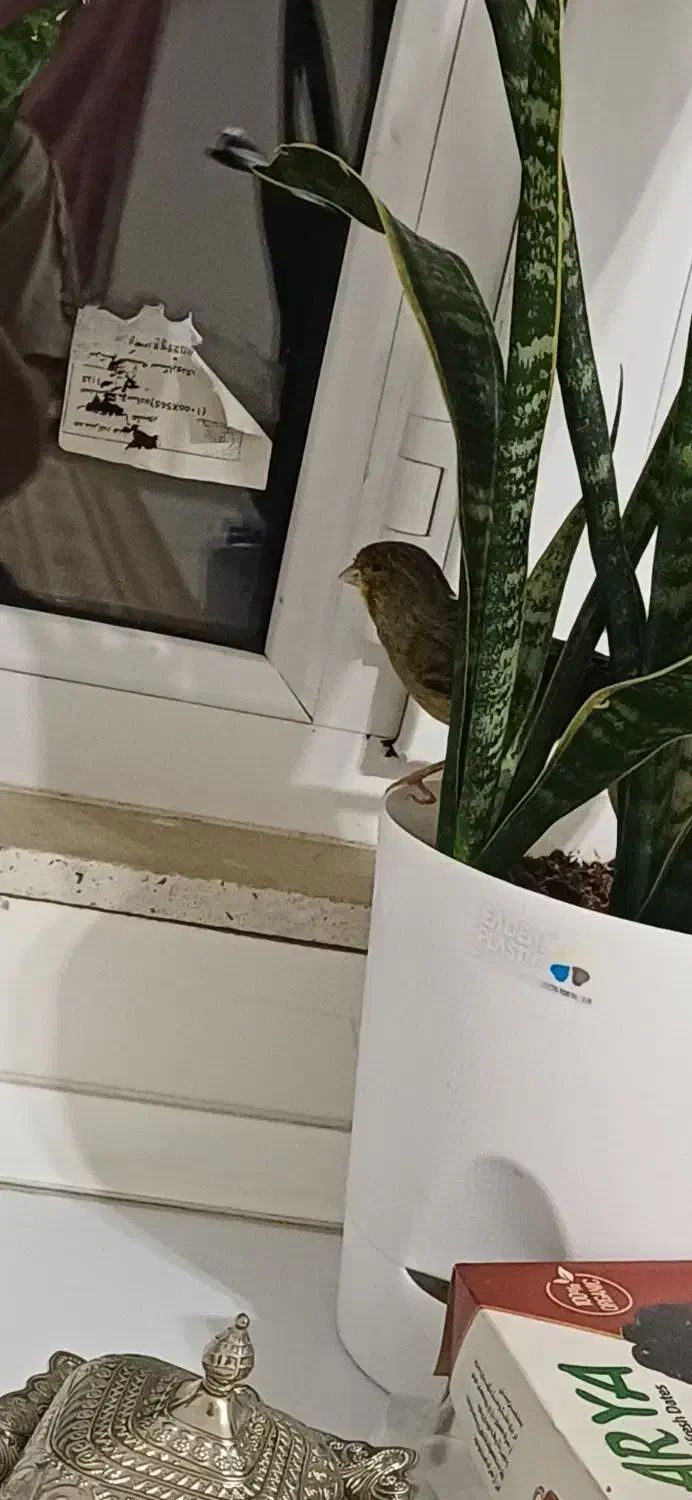 قناری سینه زرد|پرنده|آستانه اشرفیه, |دیوار