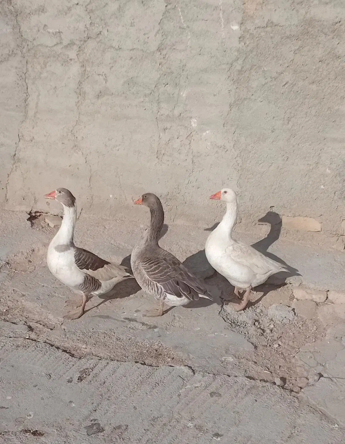 غاز|حیوانات مزرعه|قوچان, |دیوار