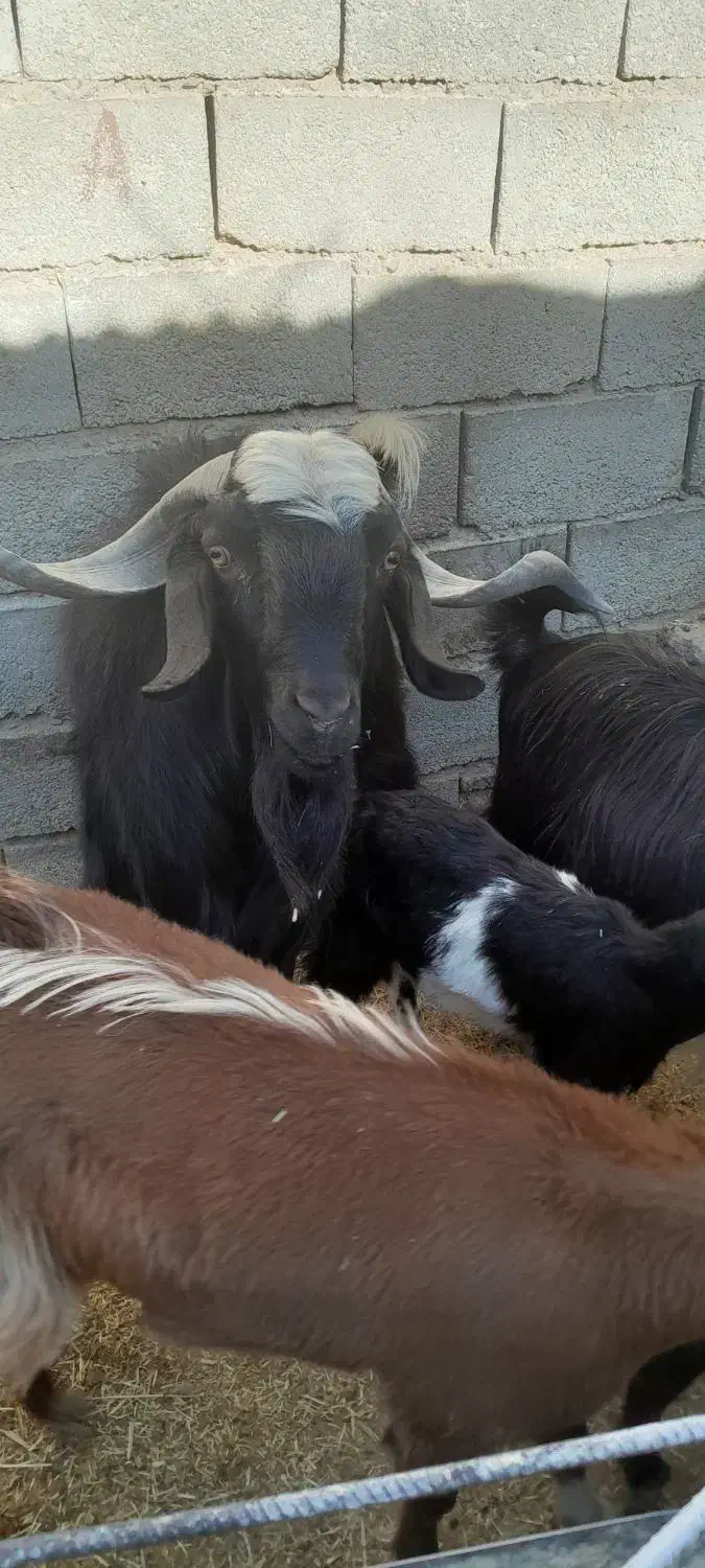 فروش هفت راس بز و کره محلی در شهربابک|حیوانات مزرعه|شهر بابک, |دیوار