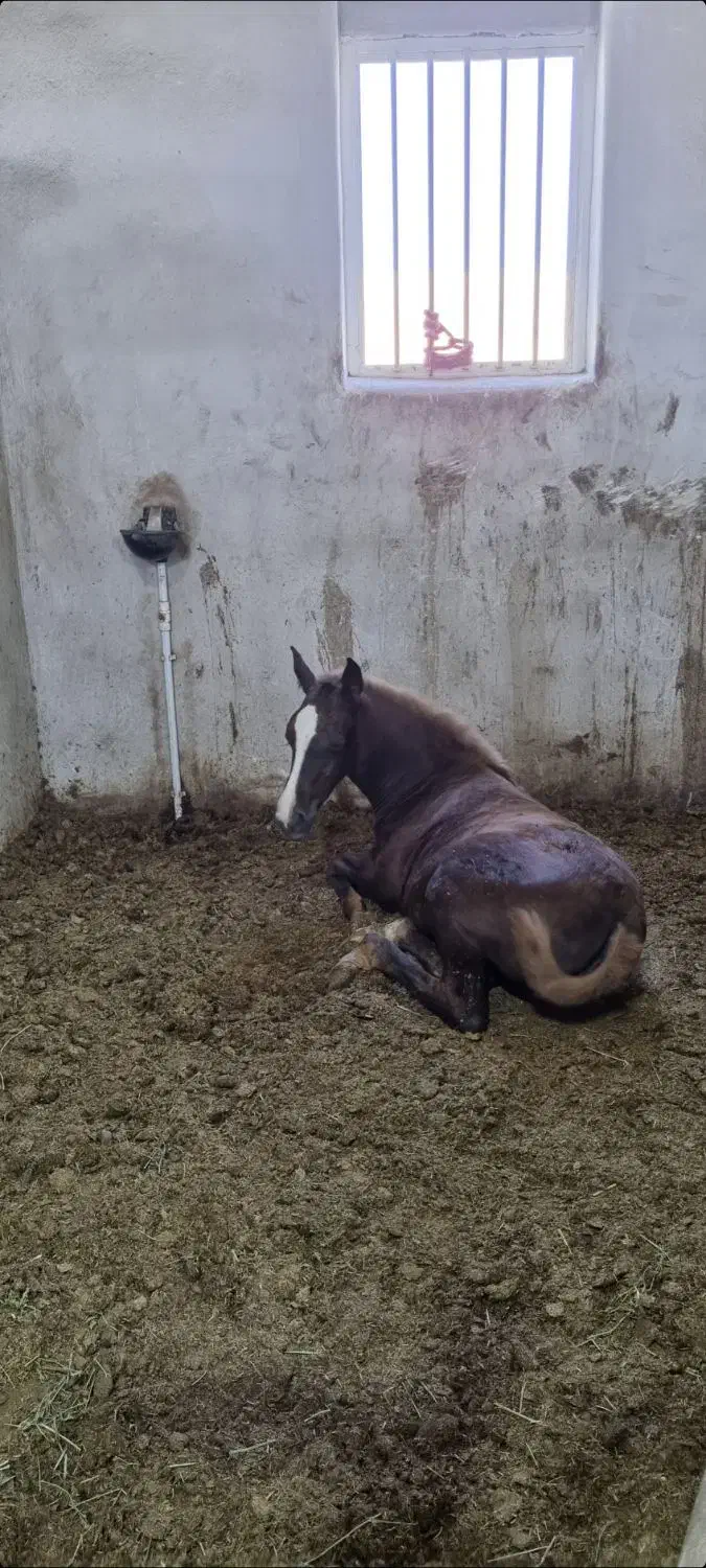 فروش چند راس اسب نریان و مادیان|اسب و تجهیزات اسبسواری|نوشین شهر, |دیوار