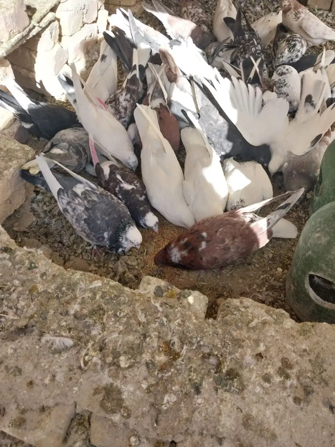 کبوتر فروشی|پرنده|گلپایگان, |دیوار