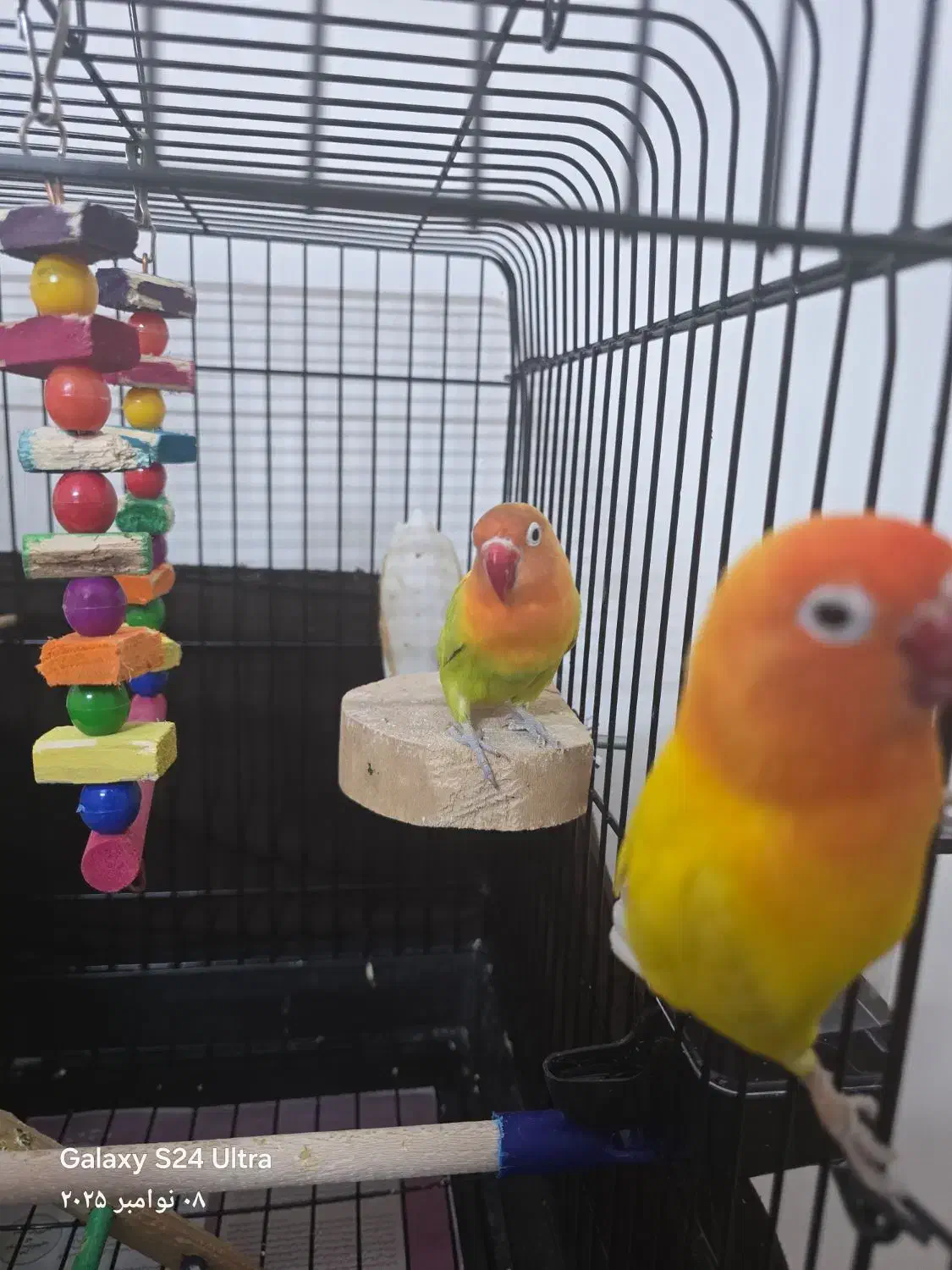 کوتوله برزیلی نژاد خاص|پرنده|مشهد, الهیه|دیوار