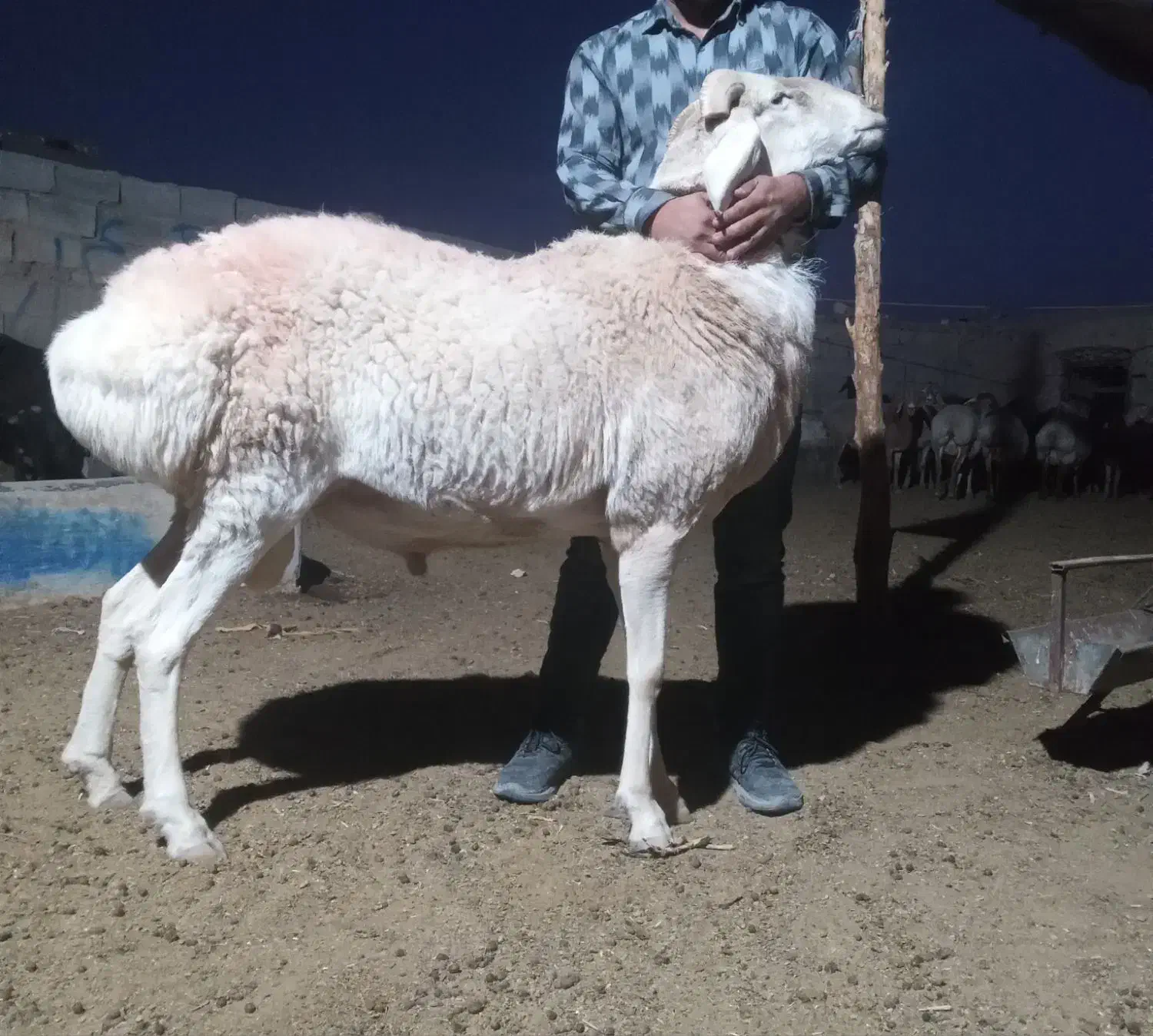 شیشک قوچ چینی درشت و هیکل|حیوانات مزرعه|تربت جام, جامی|دیوار