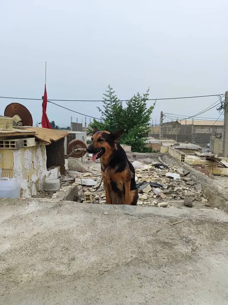 سلام جرمن ماده|سگ|بندر ماهشهر, |دیوار