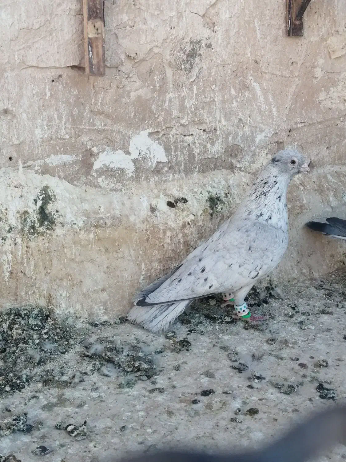 کبوتر|پرنده|کاشمر, |دیوار