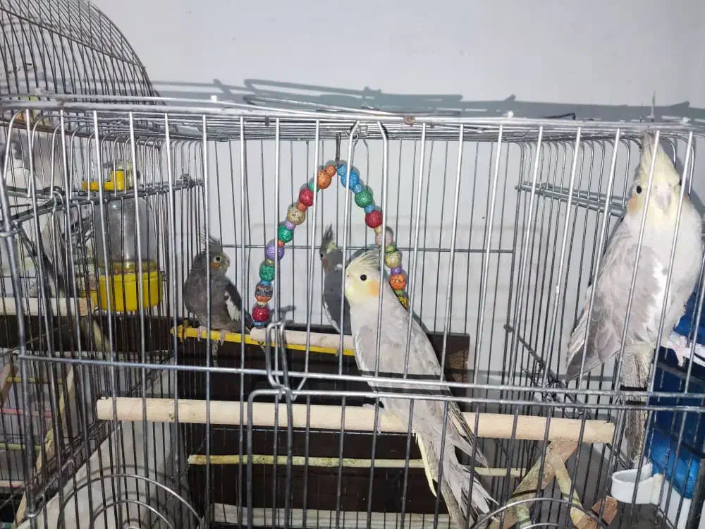 یه جفت عروس هلندی با چهار جوجه ۵ شش ماهه|پرنده|پیشوا, |دیوار