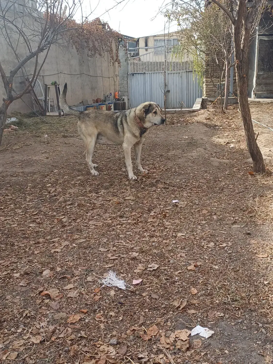 سگ عراقی|سگ|باسمنج, |دیوار