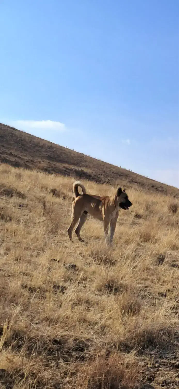 واگذاری سگ سرابی همه چیز به ضمانت ۱۸ماهه|سگ|جوادآباد, |دیوار