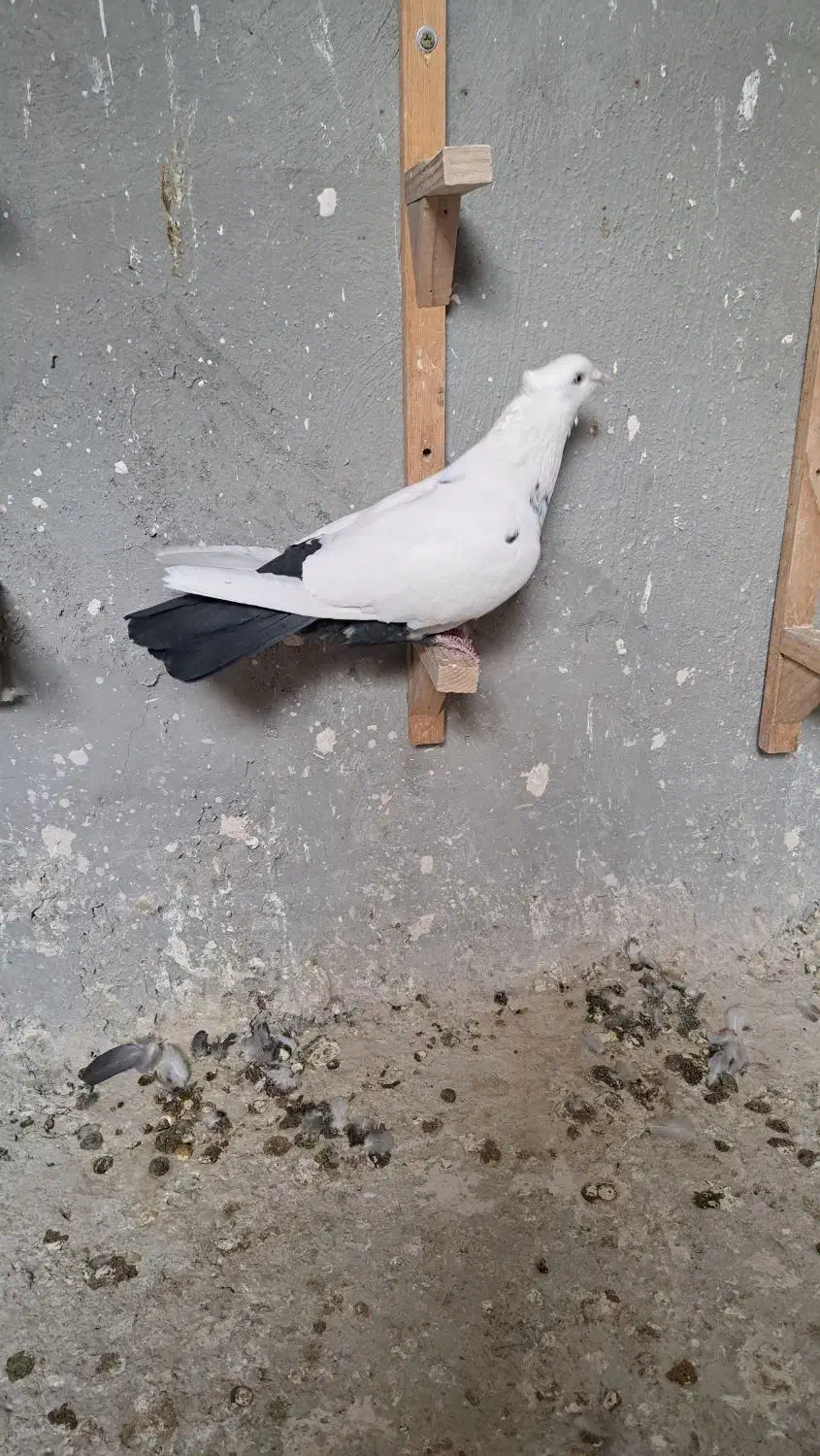 دم سیاه نر جوون|پرنده|شیراز, میانرود|دیوار