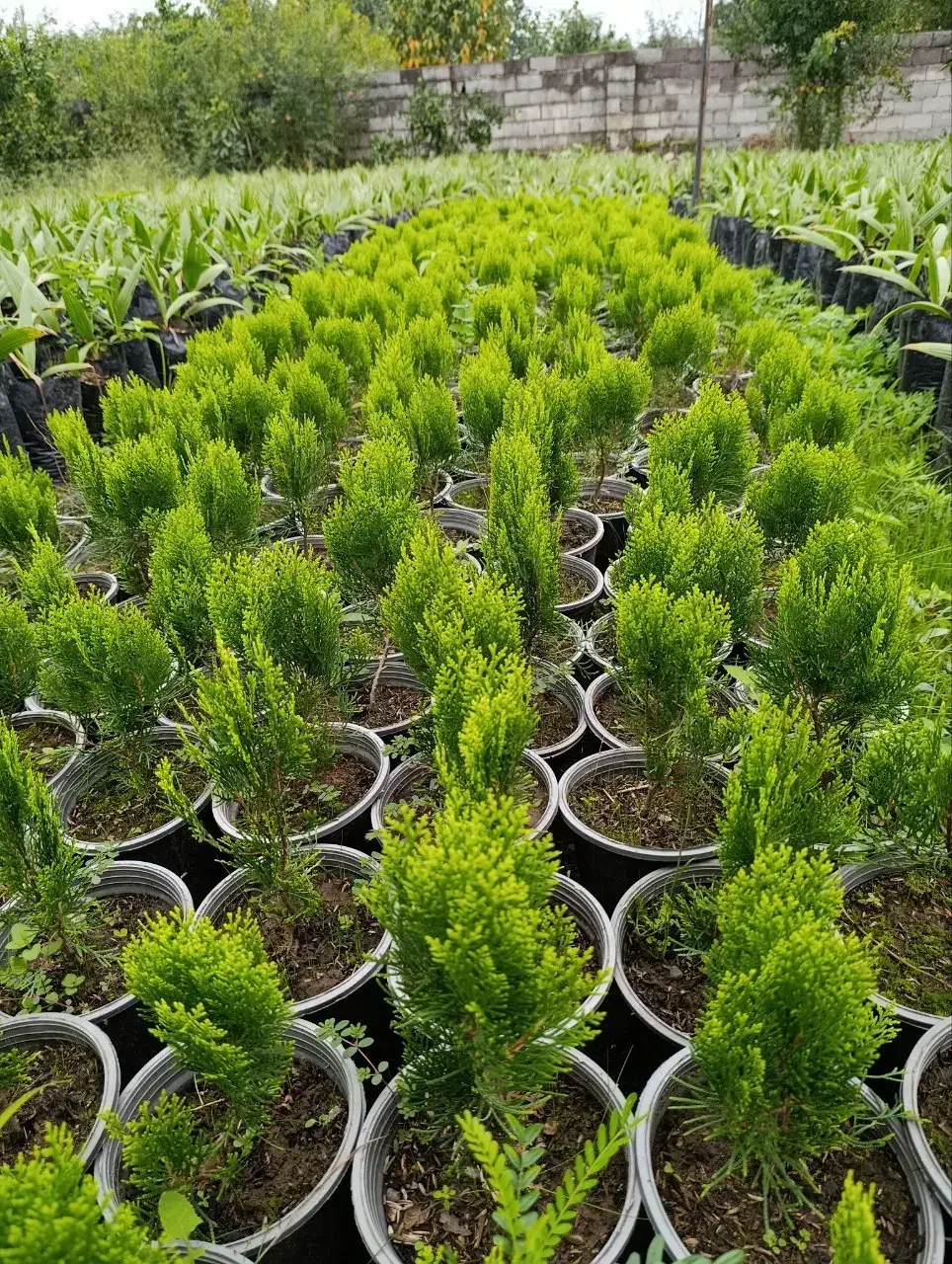 کامیس زعفرانی سطل ۳.۵|گل و گیاه طبیعی|رحیمآباد, |دیوار