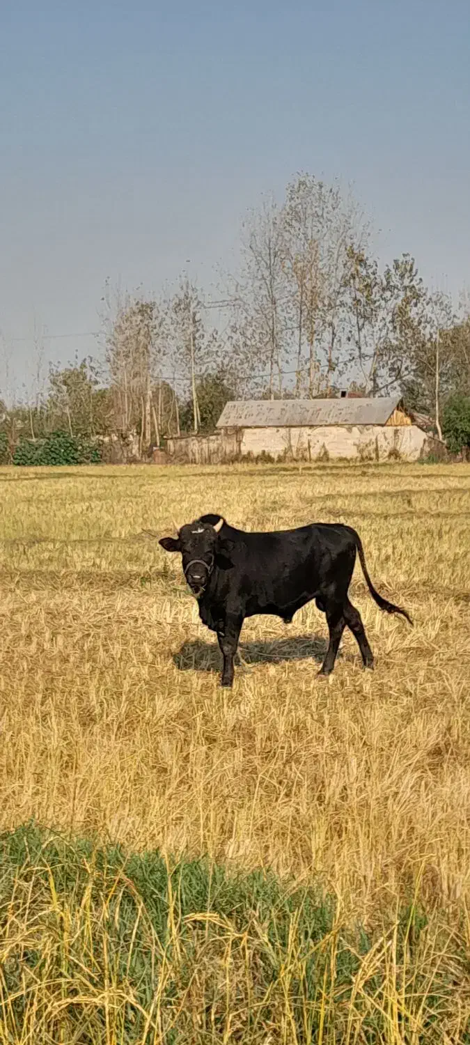 فروش. ورازگوله ۲راس گوساله ماده ویک راس گاو محلی|حیوانات مزرعه|ماسال, |دیوار