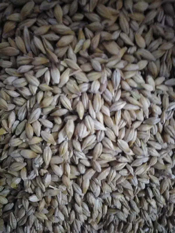 جو مخصوص دام|لوازم جانبی حیوانات|چغادک, |دیوار