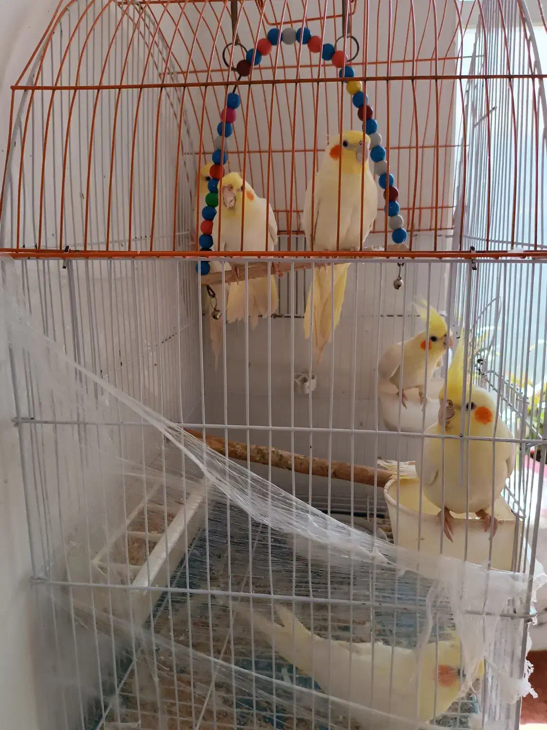 عروس هلندی|پرنده|مبارکه, |دیوار