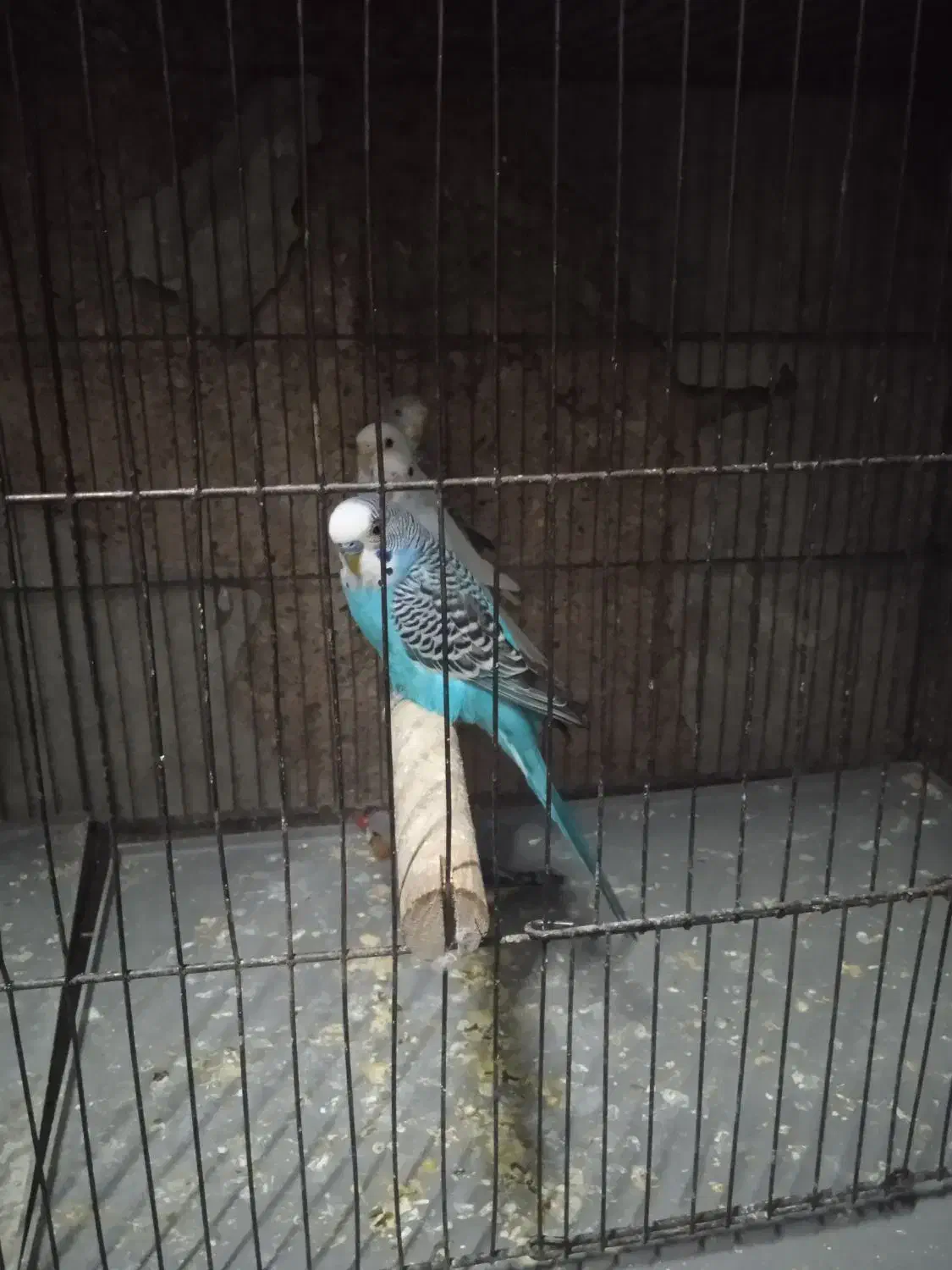 مرغ عشق بالغ|پرنده|شیراز, کوشک میدان|دیوار