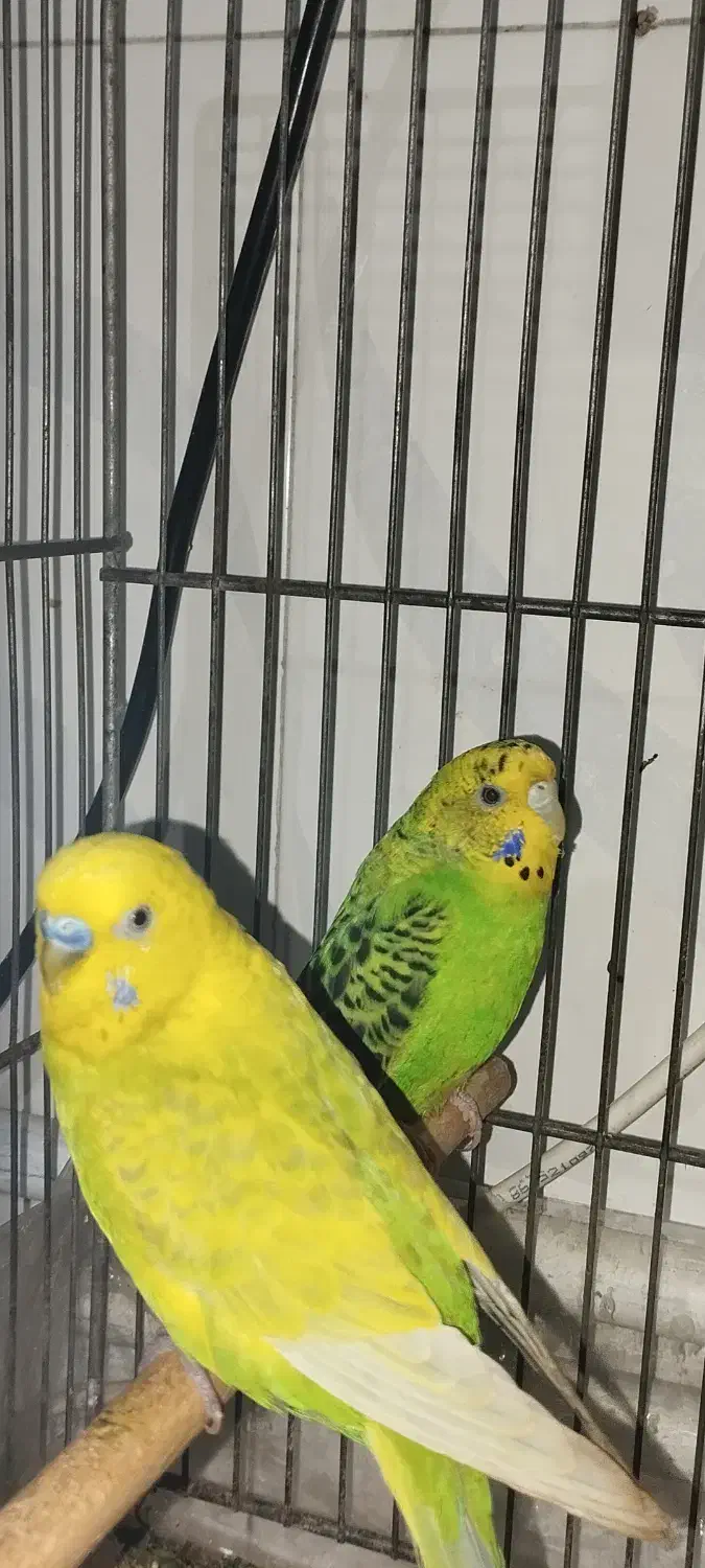 مرغ عشق|پرنده|مرودشت, سهل‌آباد|دیوار