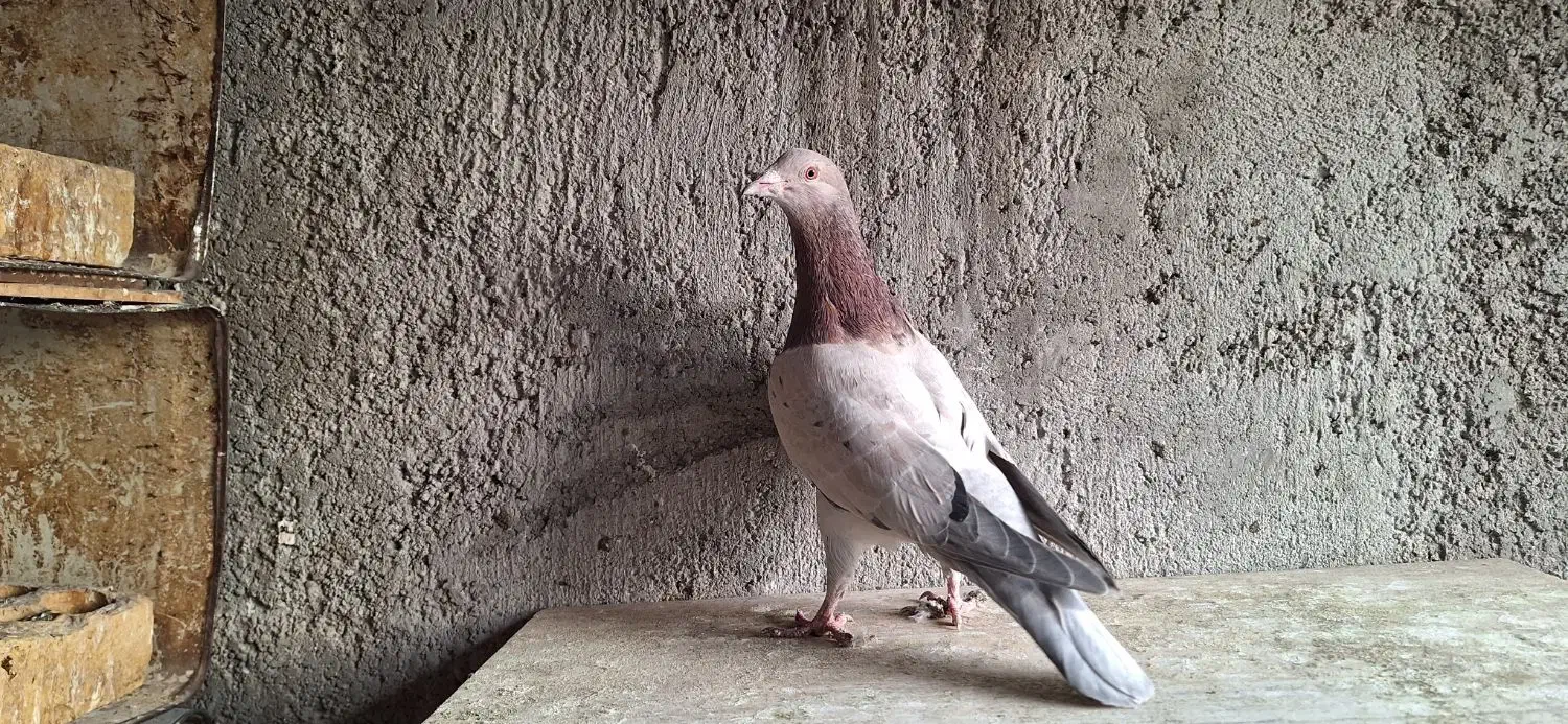 کبوتر سرور دورگ رنگی|پرنده|لنجان, |دیوار