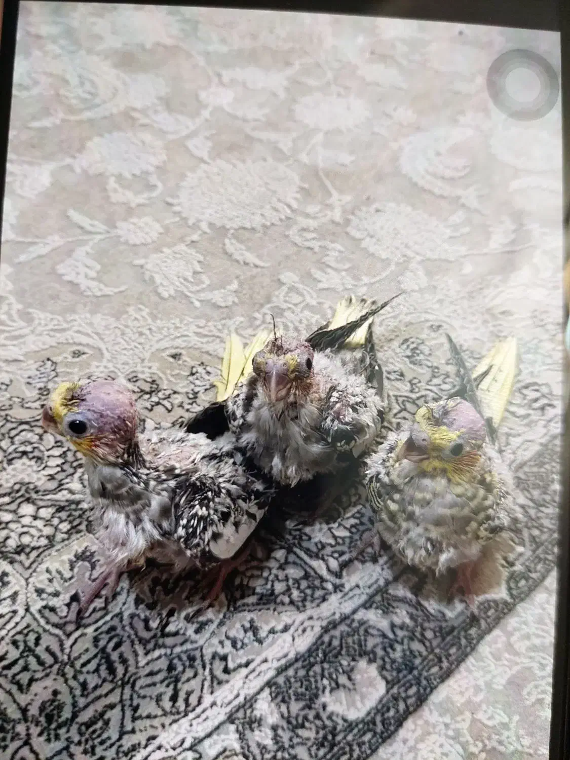 جوجه عروس هلندی گلباقالی|پرنده|کرج, مصباح|دیوار