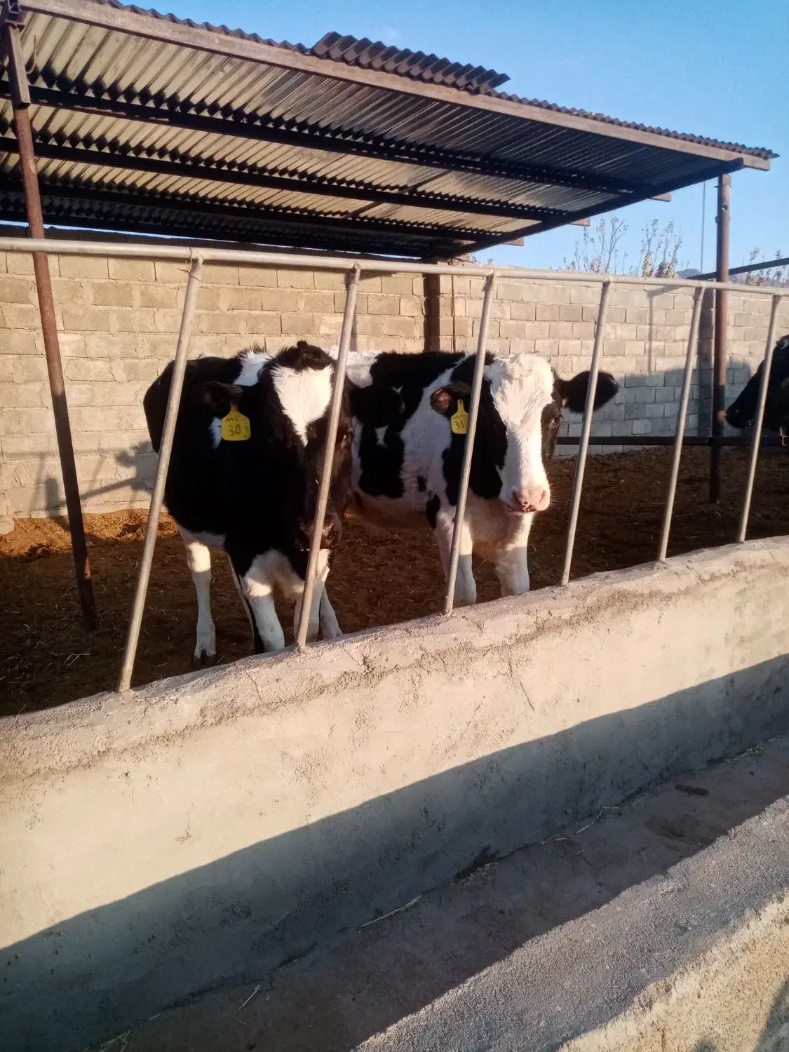 دوعدد تلیسه|حیوانات مزرعه|کرمان, |دیوار