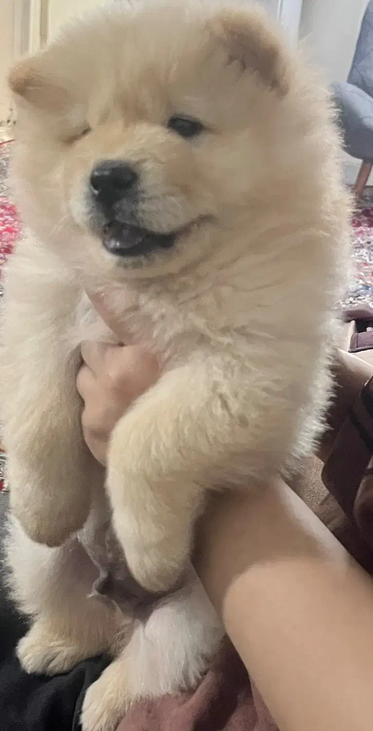 واگذاری سگ چاو چاو|سگ|تهران, چهارصد دستگاه|دیوار