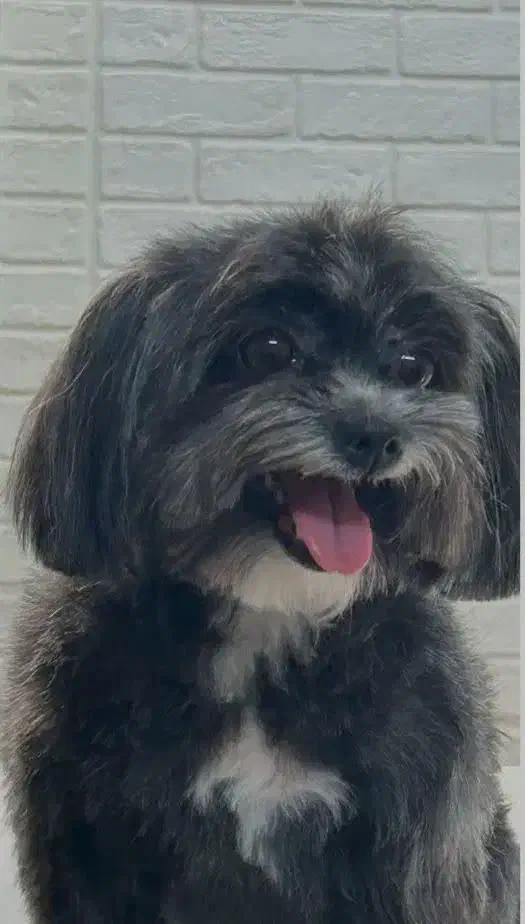 سگ پاکوتاه نژاد تریر|سگ|قم, صفاشهر|دیوار