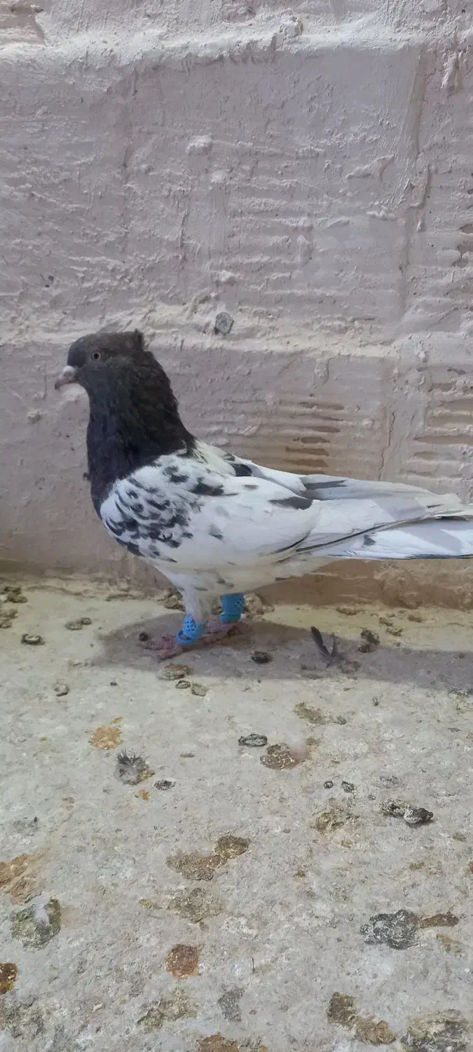 کله ماده|پرنده|اسفراین, |دیوار