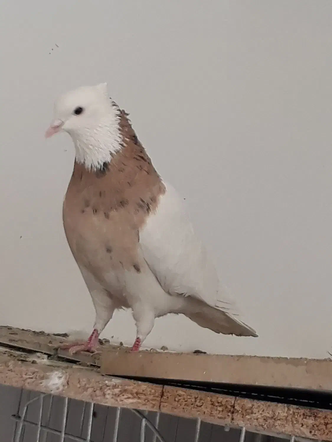 کبوتر طوقی.|پرنده|ابریشم, |دیوار