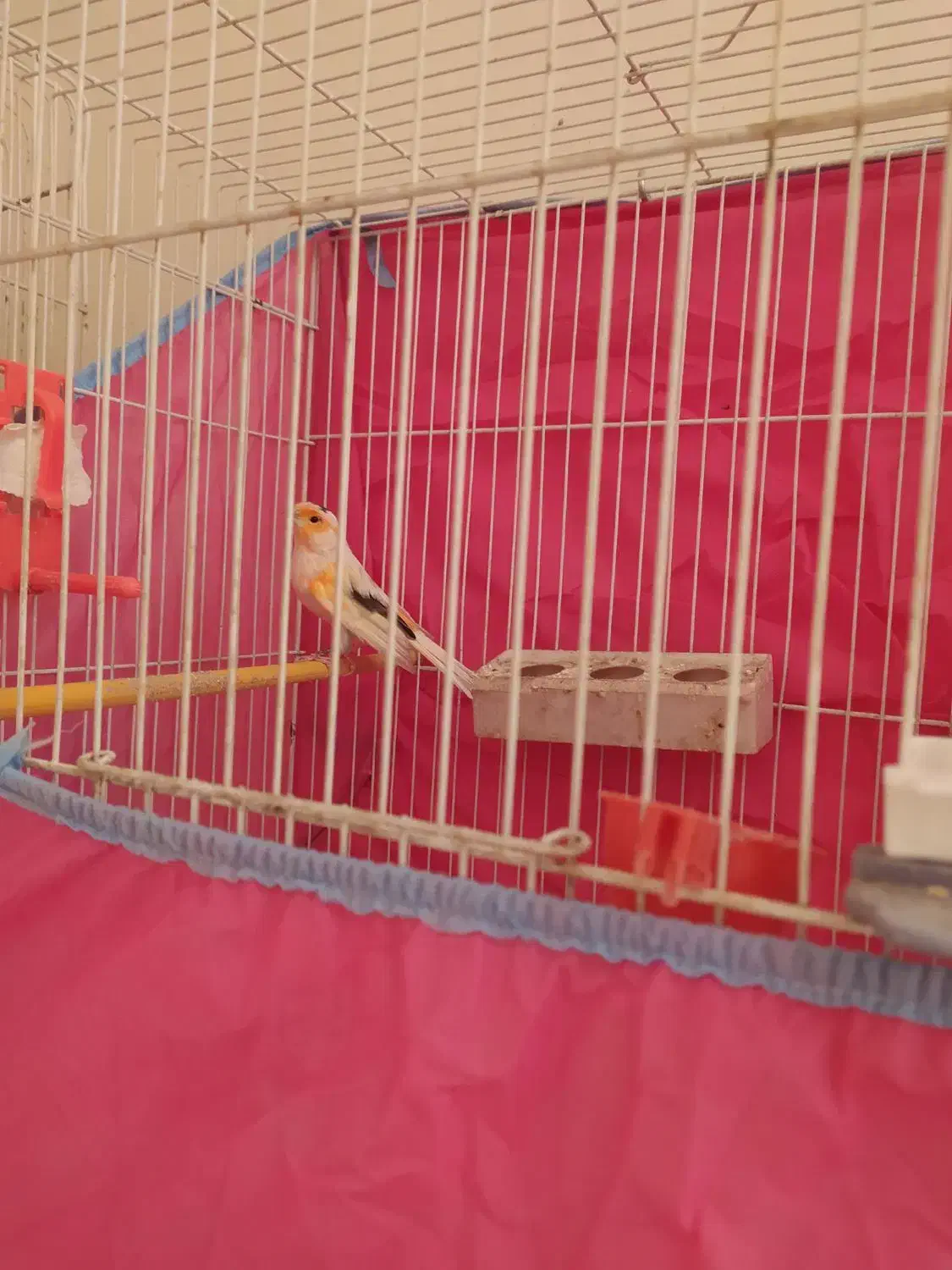 فروش قناری موزاییکی|پرنده|تربت‌حیدریه, قاسم آباد|دیوار