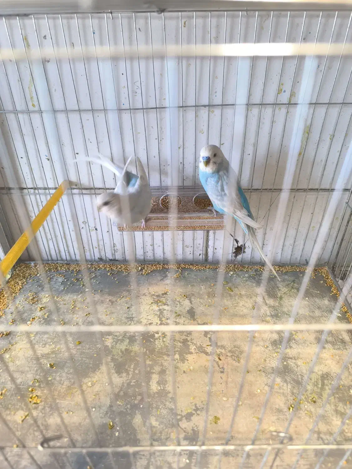 مرغ عشق|پرنده|بم, |دیوار